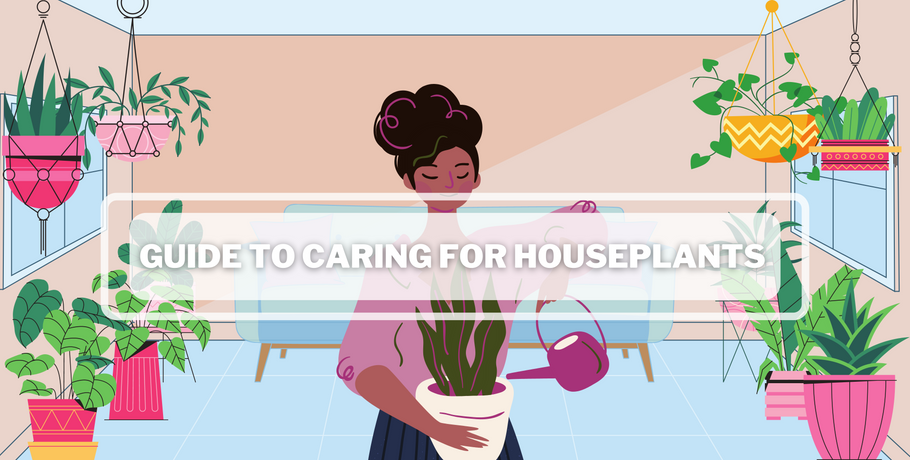 Guide to Caring for Houseplants