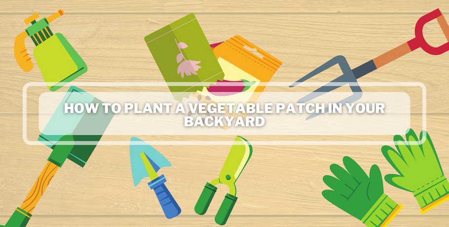 How to Plant a Vegetable Patch in Your Backyard
