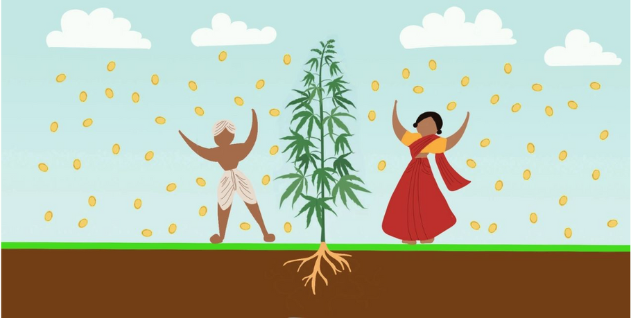 Hemp Farming in India